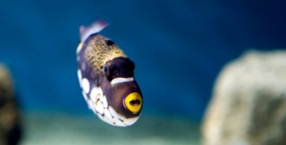  en el acuario 